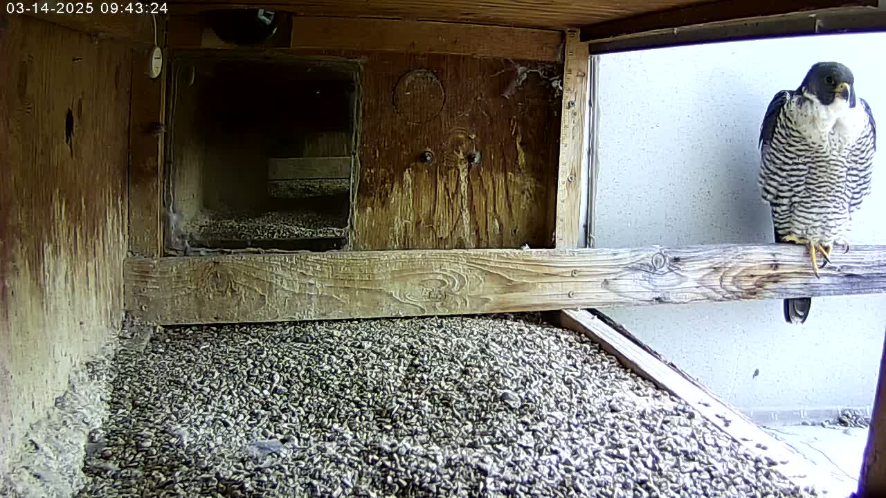 A peregrine falcon perches on a wooden beam inside a wooden box filled with small, dark pebbles.