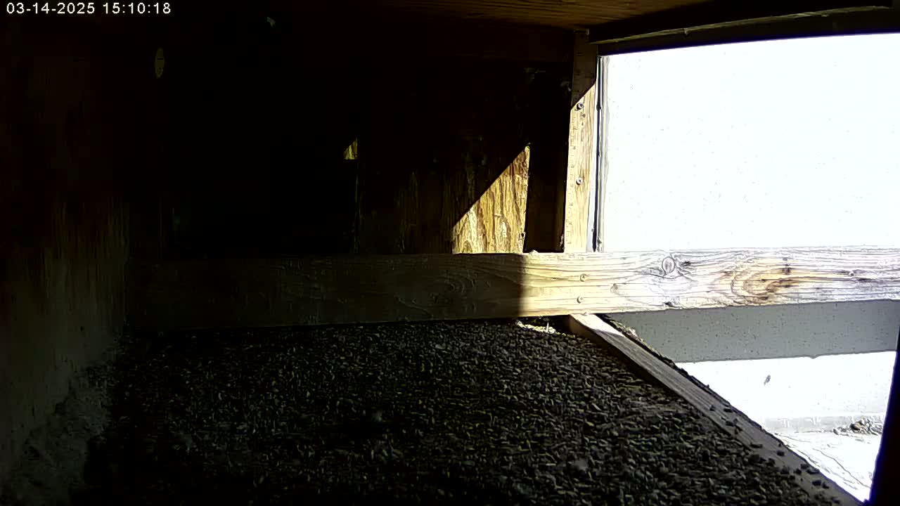 The interior of a dark wooden structure shows a floor covered in small, dark pebbles, with sunlight streaming in from an opening.
