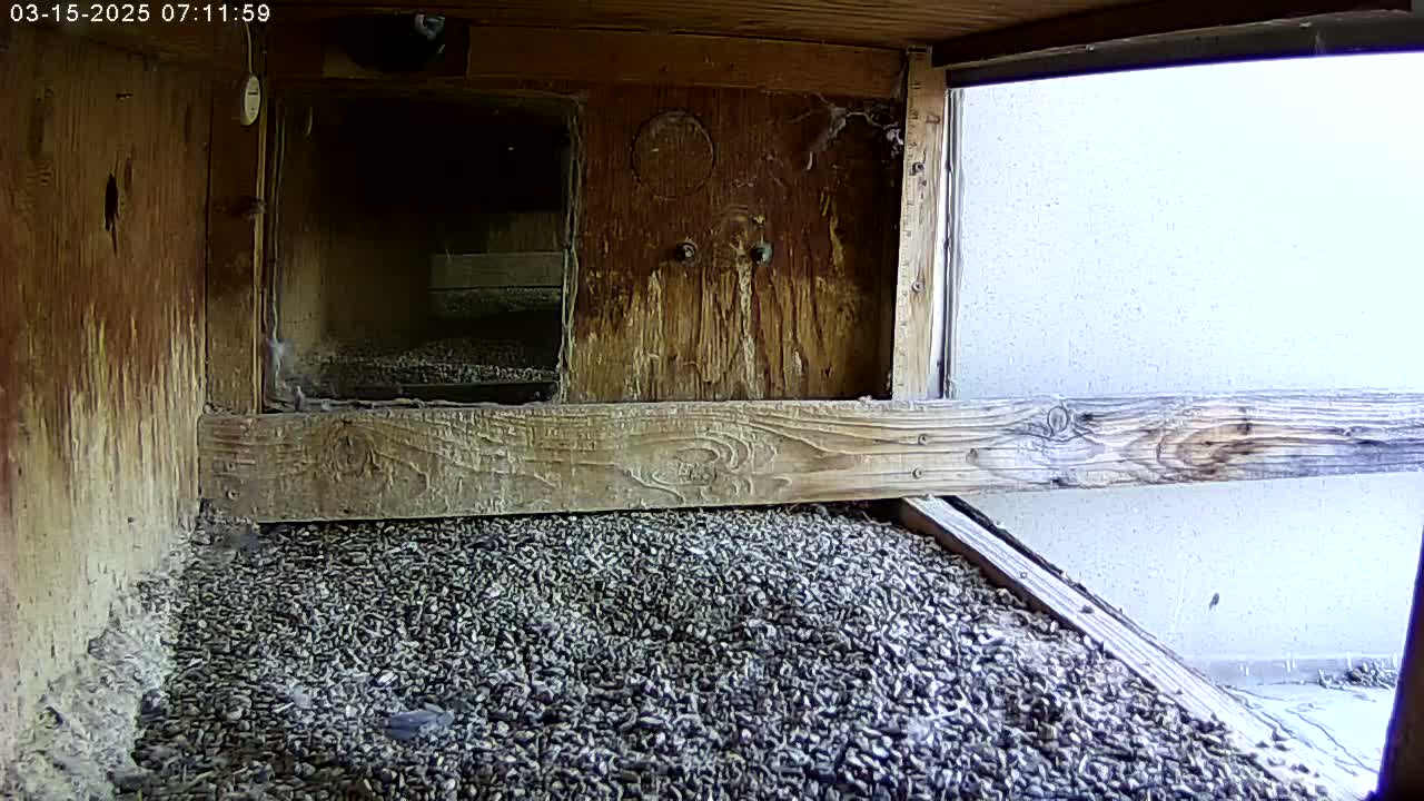 The interior of a wooden birdhouse shows a floor covered in small, dark pebbles, with a partially visible exterior wall and bright daylight.