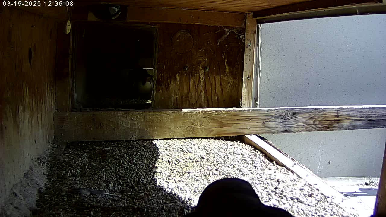 A wooden enclosure with a gravel floor is partially sunlit, showing a dark, shadowed object in the bottom right corner.