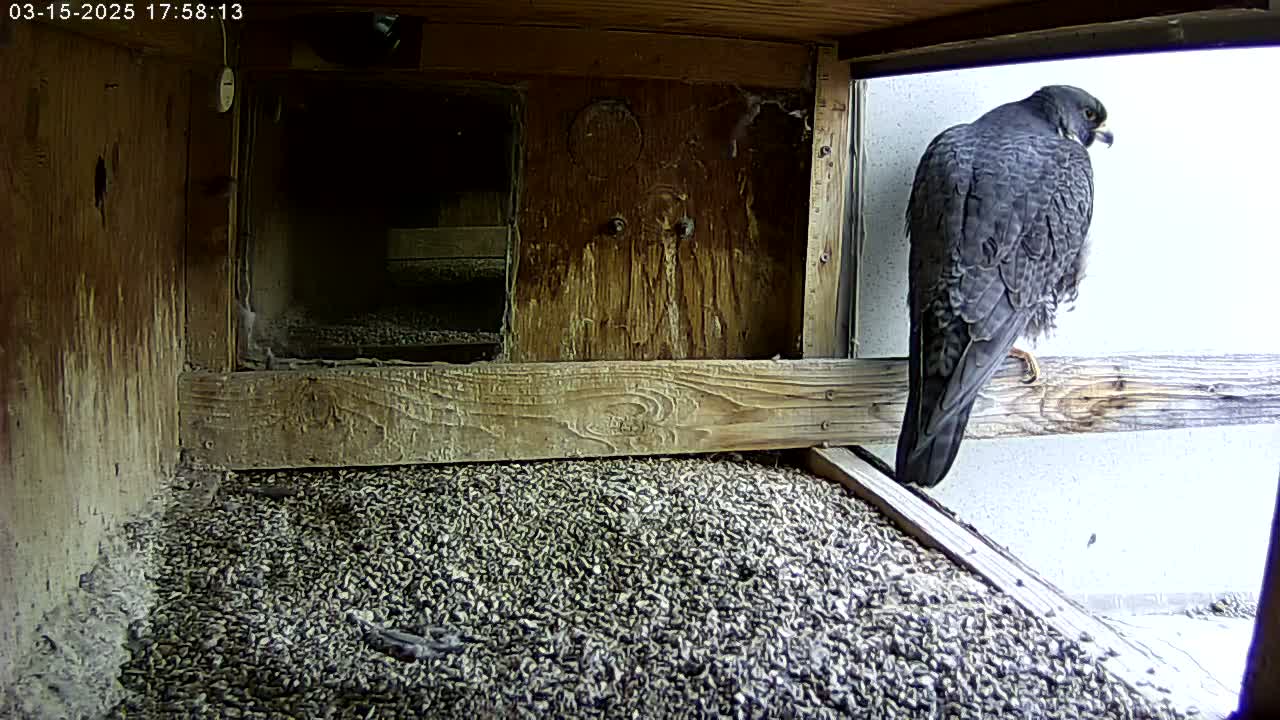 A peregrine falcon perches on a wooden ledge inside a birdhouse filled with small pebbles, overlooking a bright, overcast day.