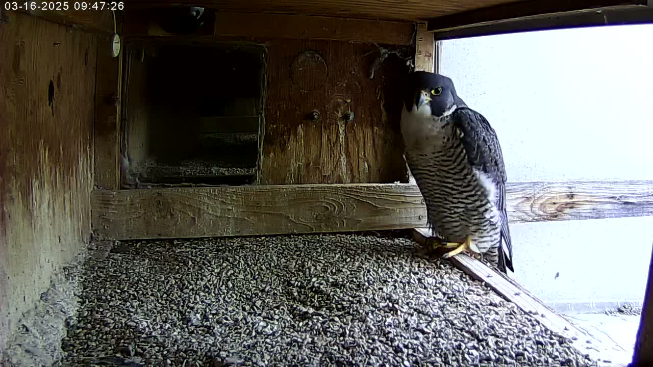 A peregrine falcon is perched on a wooden ledge inside a box filled with small, dark pebbles, a bright outdoor area visible through a window.