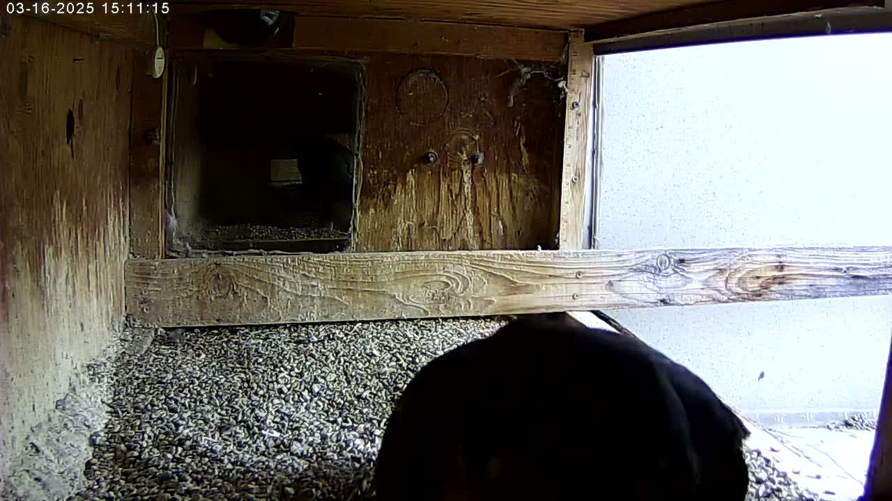 A dark-colored bird is partially visible in a wooden birdhouse filled with small, dark pebbles, against a brightly lit exterior wall.