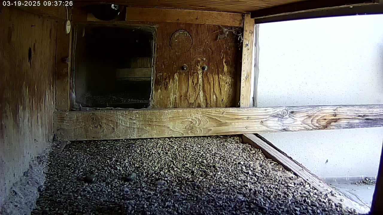 The interior of a weathered wooden birdhouse shows a floor covered in small, dark pebbles, with a partially visible exterior wall and bright daylight.