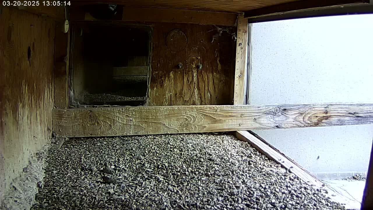 The interior of a wooden birdhouse shows a floor covered in small, dark pebbles, with a wooden beam separating the floor from a window that looks out onto an overcast day.