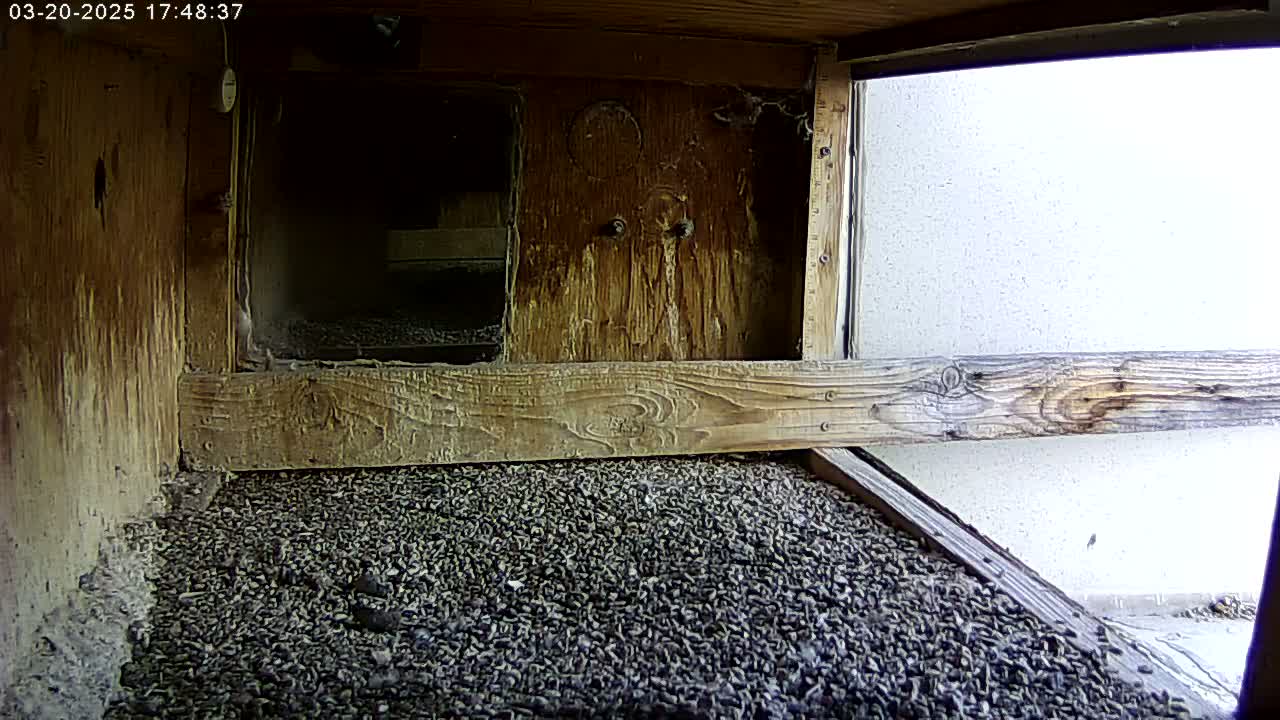The interior of a wooden birdhouse shows a floor covered in dark-colored, granular material, with a wooden partition and a window offering a view of a bright, overcast sky.