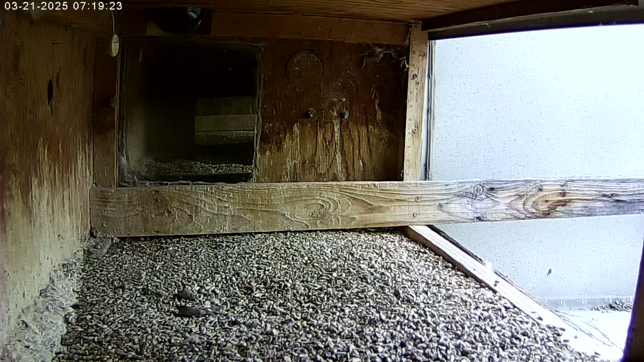 The interior of a wooden birdhouse shows a floor covered in small, dark pebbles, with a wooden ledge and a window offering a view of a light-colored wall outside.
