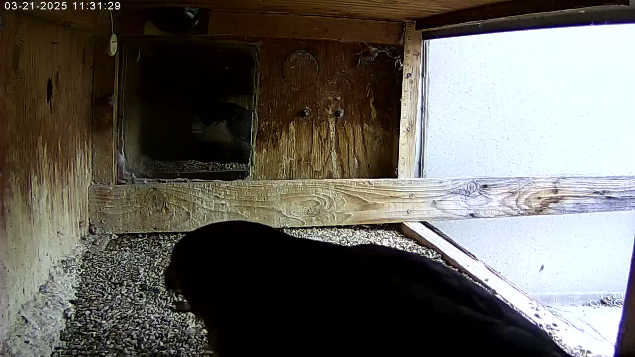 A dark-colored bird is partially visible in a wooden enclosure with a light-colored wall visible through an open window; the weather outside appears overcast.