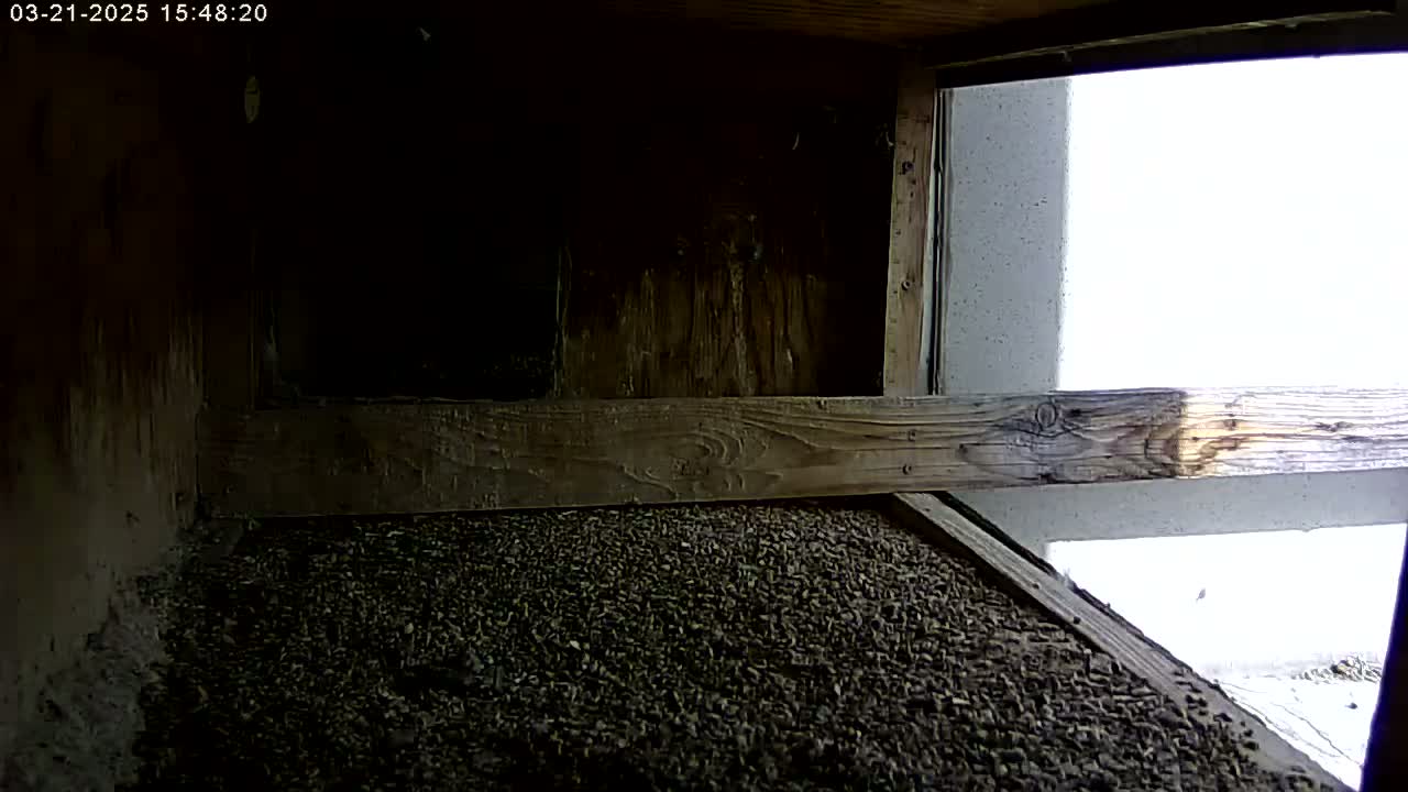 The interior of a dark, wooden structure shows a floor covered in dark brown, granular material; a bright, partly sunny area is visible through an opening in the wall.