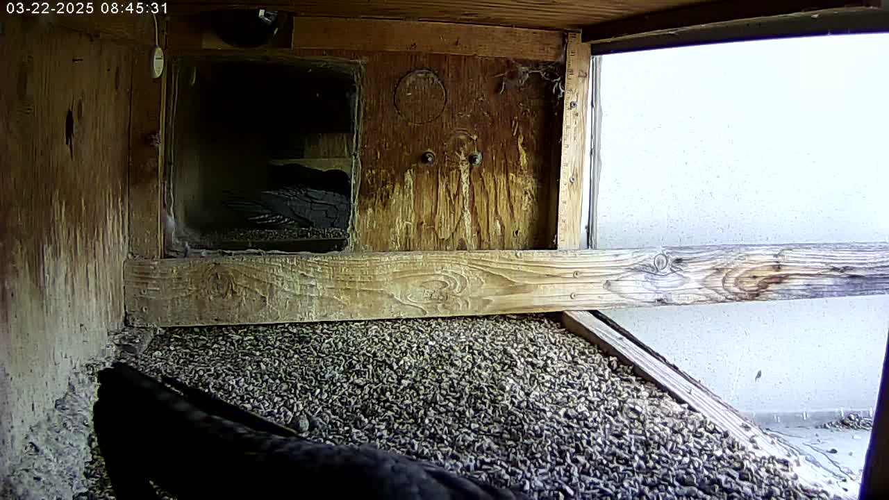 A dark-colored bird sits in a wooden birdhouse filled with gravel, next to a window showing a bright, overcast outdoor scene.