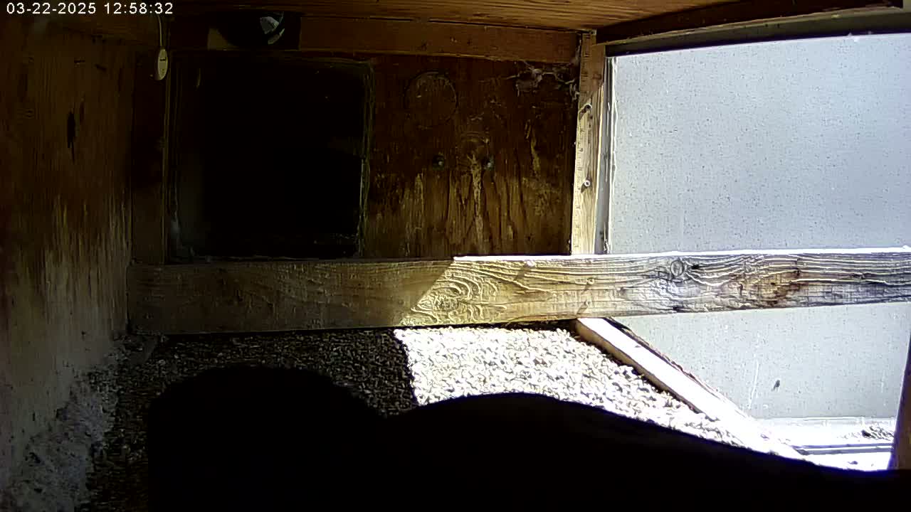 The interior of a wooden structure is partially lit by sunlight streaming in through an open window, illuminating a gravel floor.