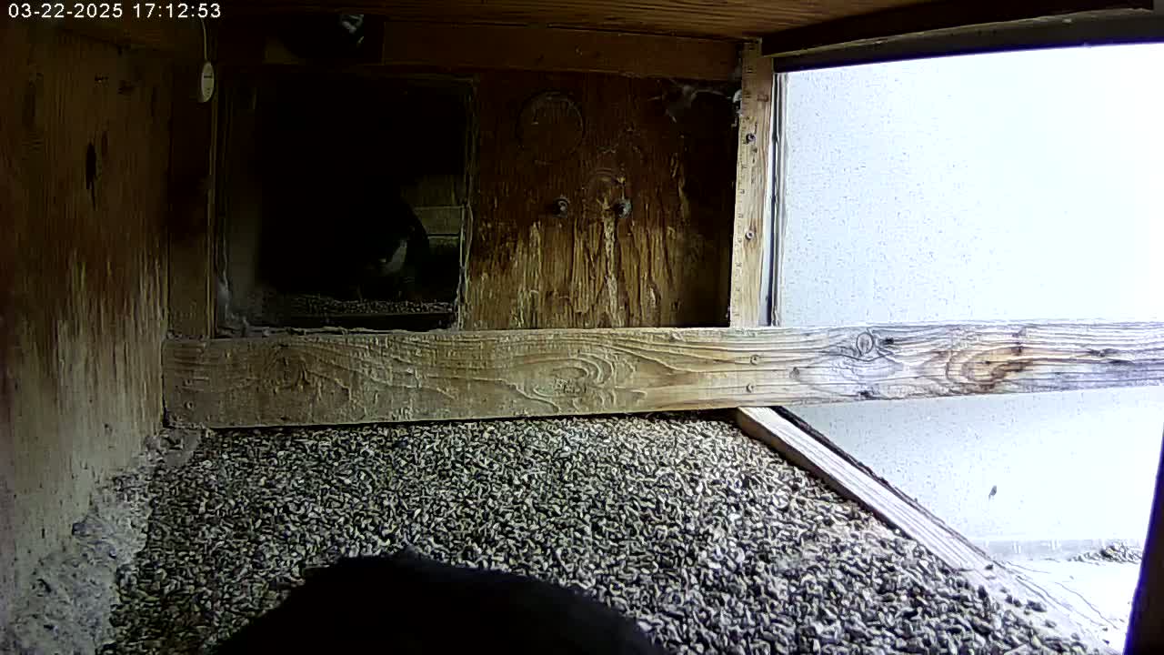 A dark-colored bird is partially visible in a wooden birdhouse filled with a bed of small, dark pebbles.