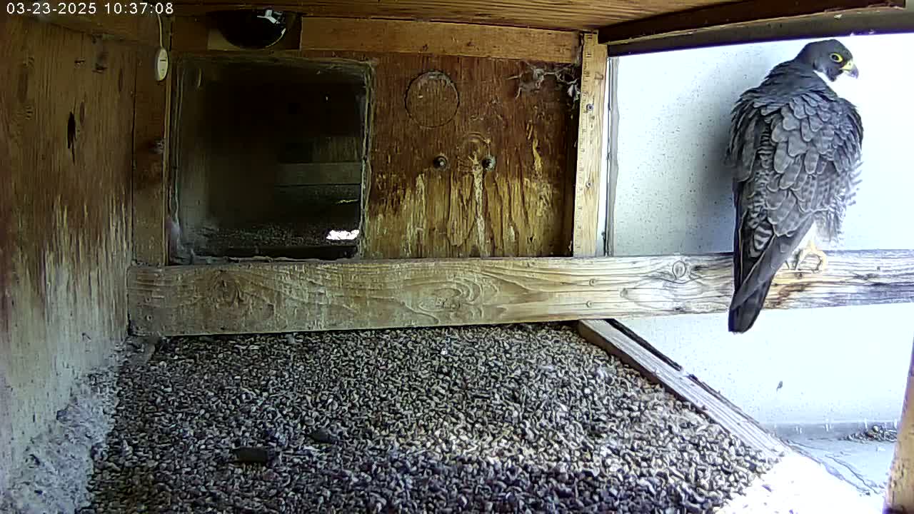 A peregrine falcon perches on a wooden beam inside a birdhouse containing a bed of gravel, near a bright exterior wall.