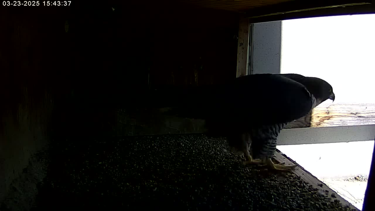 A dark-colored bird of prey is perched inside a dark structure near a window overlooking a bright, snowy outdoors.