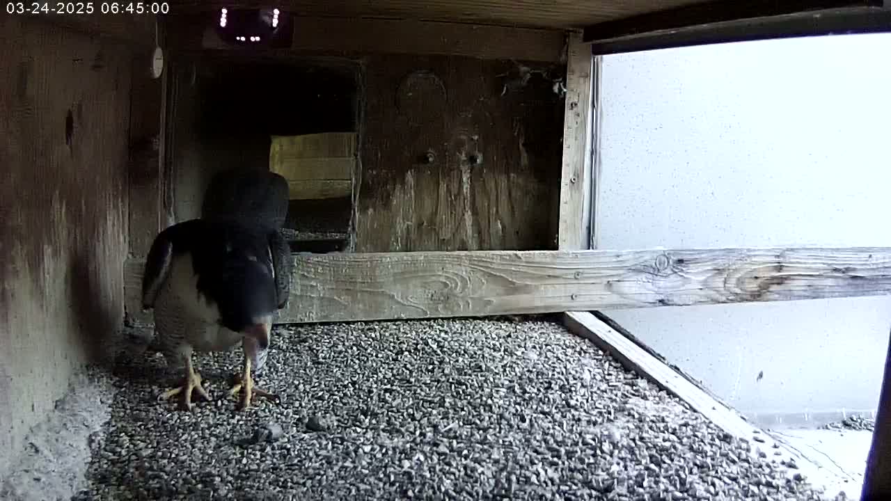 A falcon stands on a gravel floor inside a wooden enclosure.