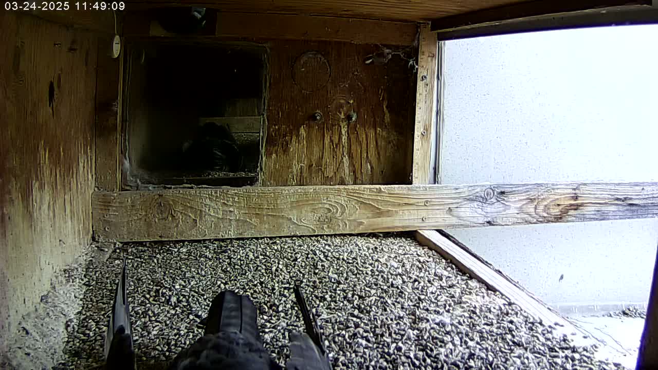 A wooden birdhouse interior is covered in small, dark gray stones, with a bird partially visible in the bottom left corner and another partially visible in a back compartment.