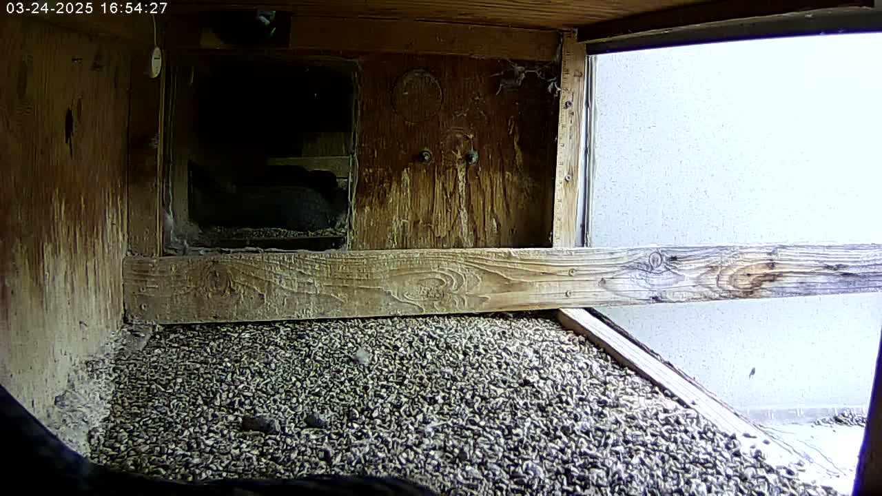 A dark-colored bird is nestled in a wooden box filled with a bed of small, dark-colored stones, with a light-colored exterior wall visible through a window.