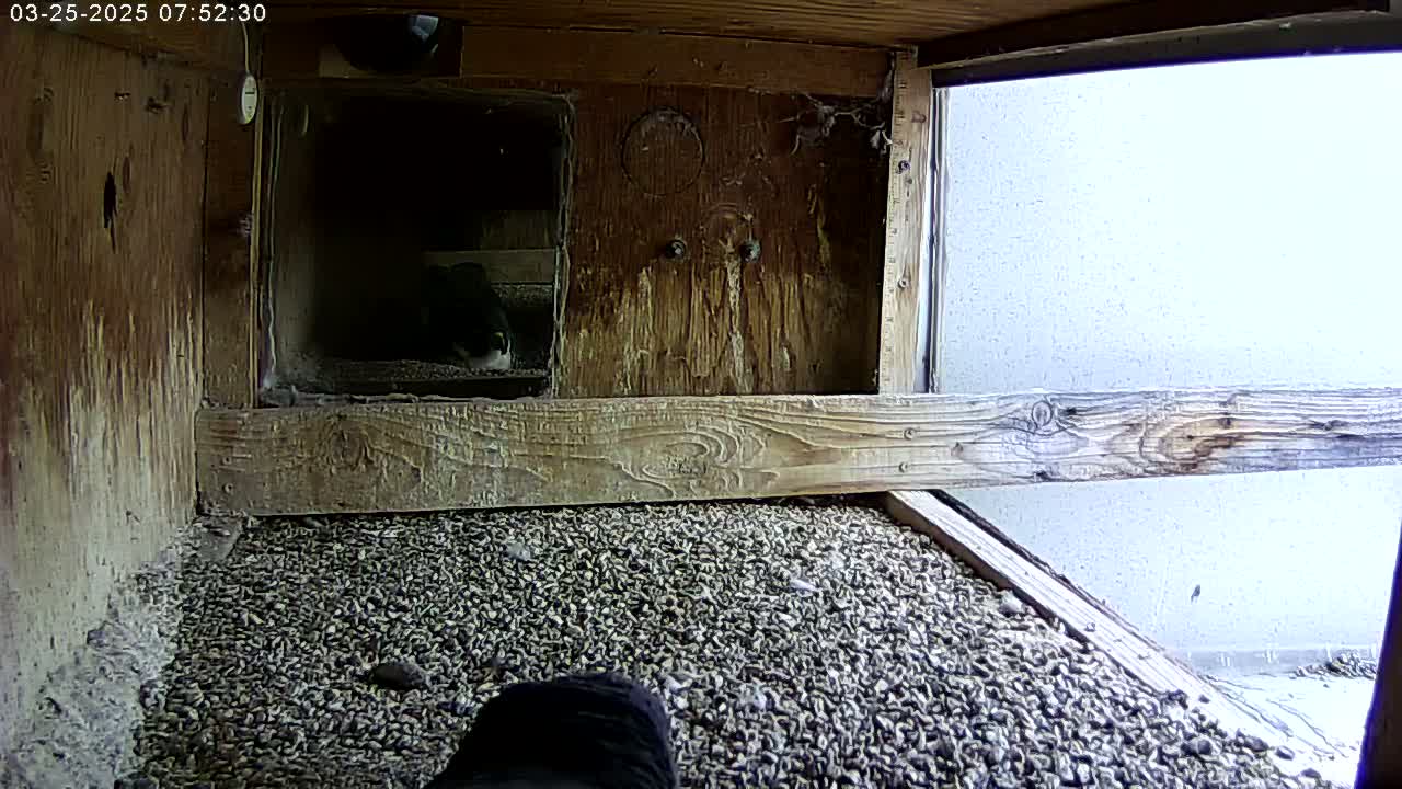 A bird sits in a wooden nesting box filled with small pebbles, a window showing a bright, overcast sky outside.