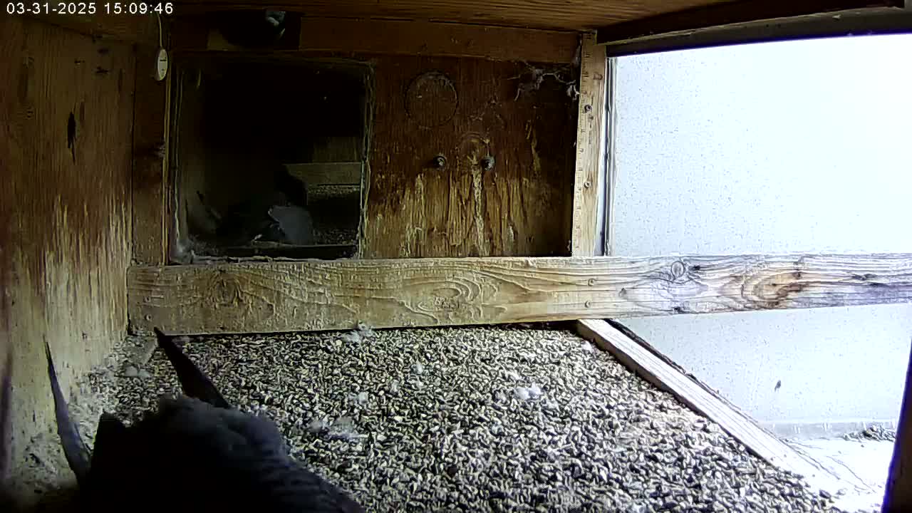 A dark-colored bird is partially visible in a wooden box filled with seed-like material, with a bright, overcast exterior visible through a window.