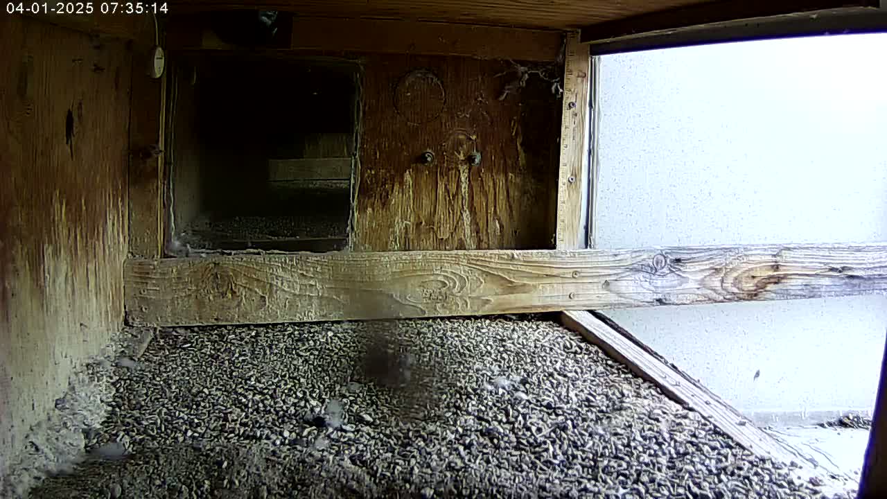 A wooden birdhouse interior shows a floor covered in small, dark pebbles, with a glimpse of a light-colored exterior wall through an open window.