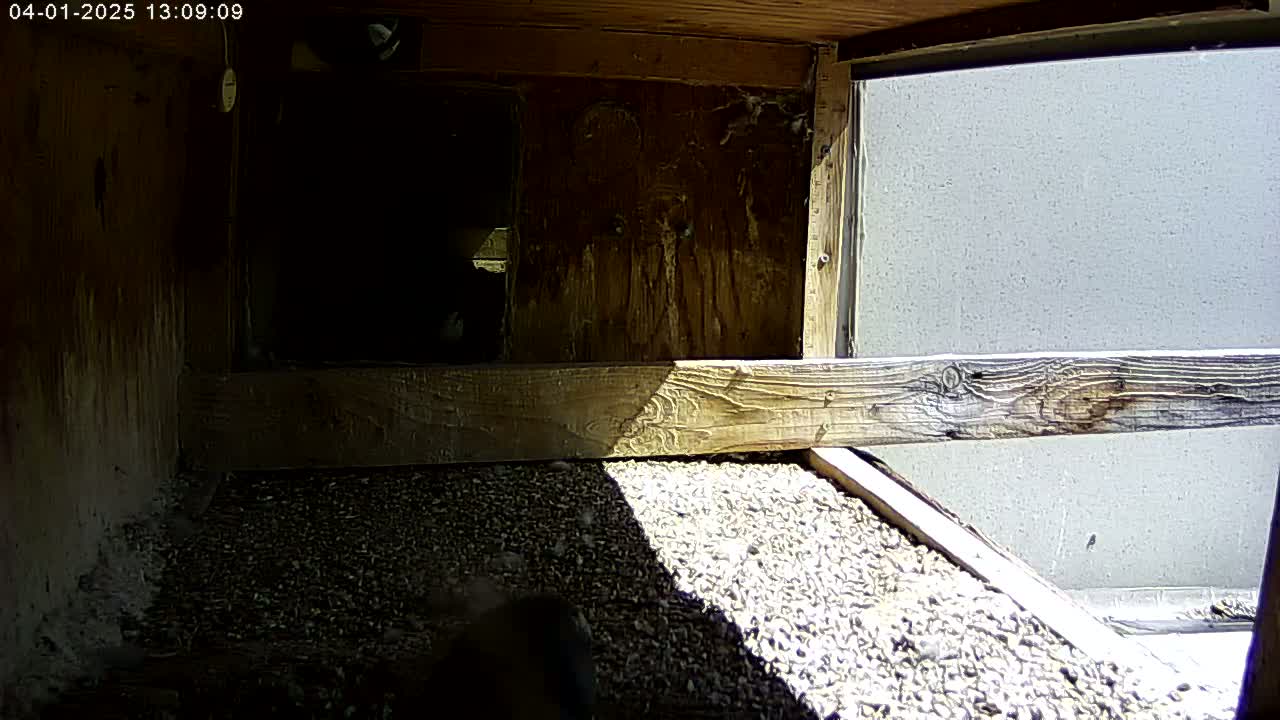 The interior of a wooden structure shows a floor covered in small, light-colored gravel, partially shaded by sunlight coming from an open side.