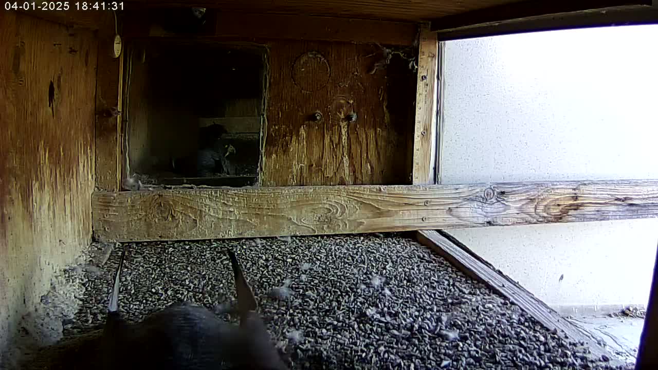 Inside a weathered wooden birdhouse, two dark-colored birds are visible amongst a floor covered in dark, granular material.