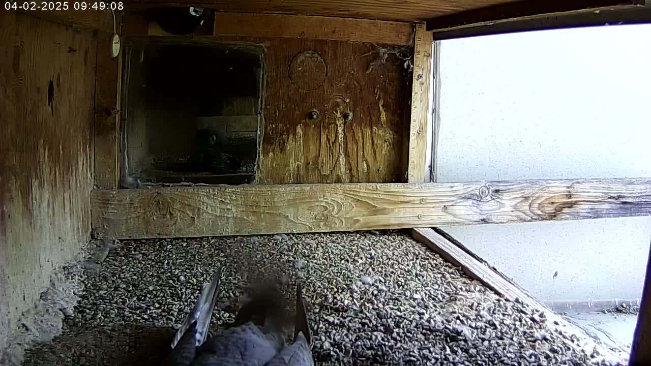 A dark-colored bird is partially visible on a bed of small stones inside a weathered wooden structure with a window showing a bright exterior.