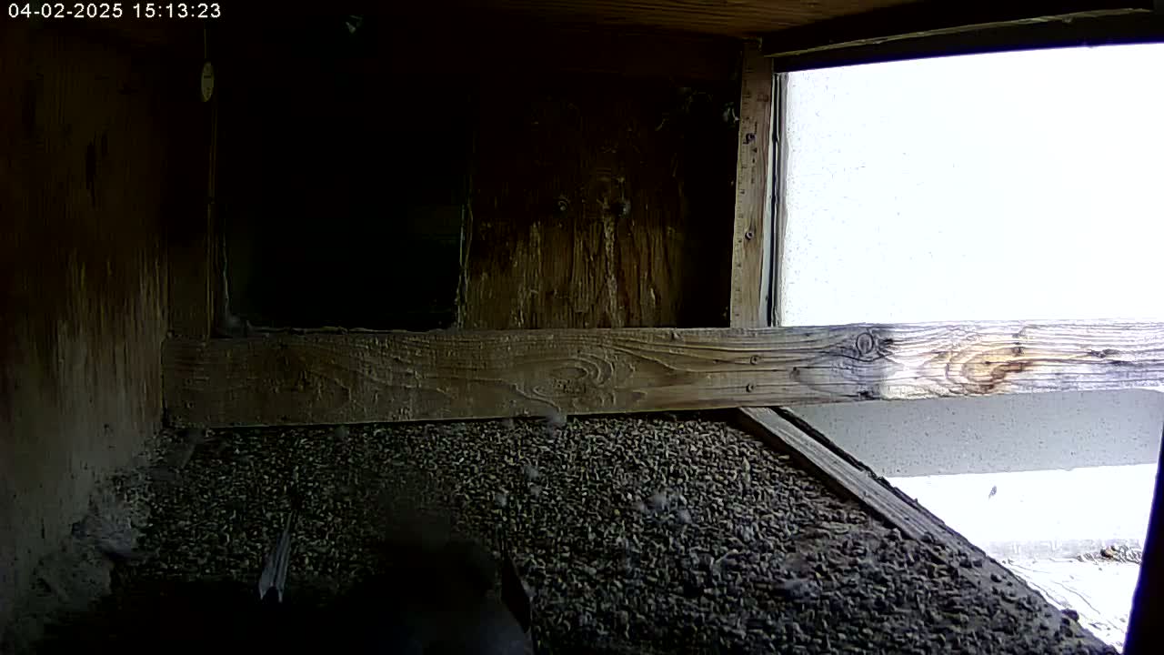 The interior of a dark wooden birdhouse shows a floor covered in dark-colored granular material, with bright sunlight visible through an open window.