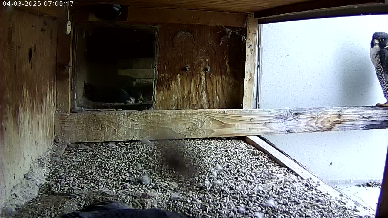 A peregrine falcon perches on a wooden beam inside a birdhouse, overlooking several smaller birds on the floor covered in small, granular bedding.