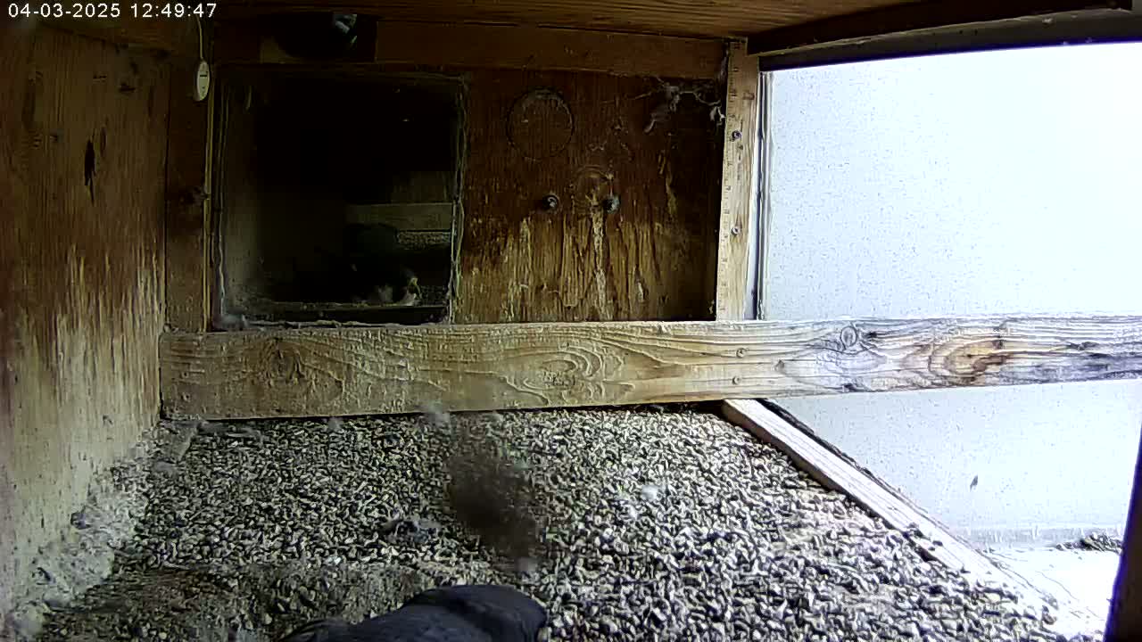 Inside a wooden birdhouse with a gravel floor, several small birds are moving around.