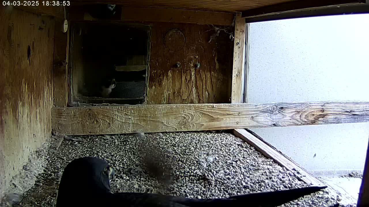 A dark-colored bird is partially visible in a wooden nesting box filled with small, loose gravel, with a bright, overcast sky visible through a window.