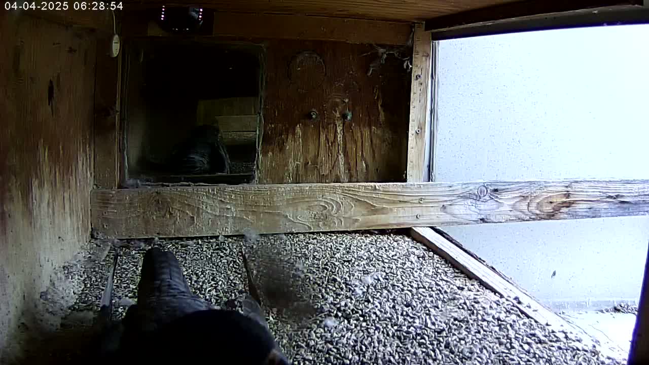 A dark-colored bird is on a bed of small, light-colored pebbles inside a wooden enclosure with a window showing a bright, overcast sky outside.