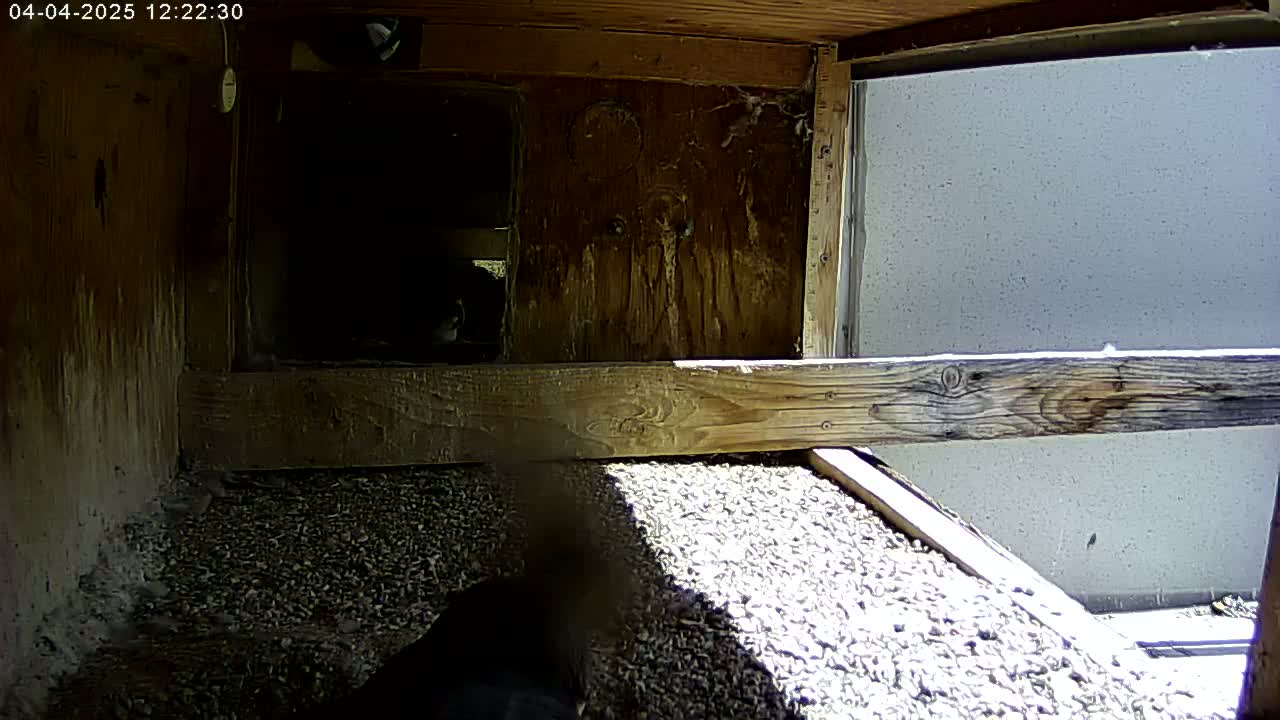 The interior of a wooden birdhouse shows a gravel floor, partially illuminated by sunlight, with a small portion of the outside wall visible.