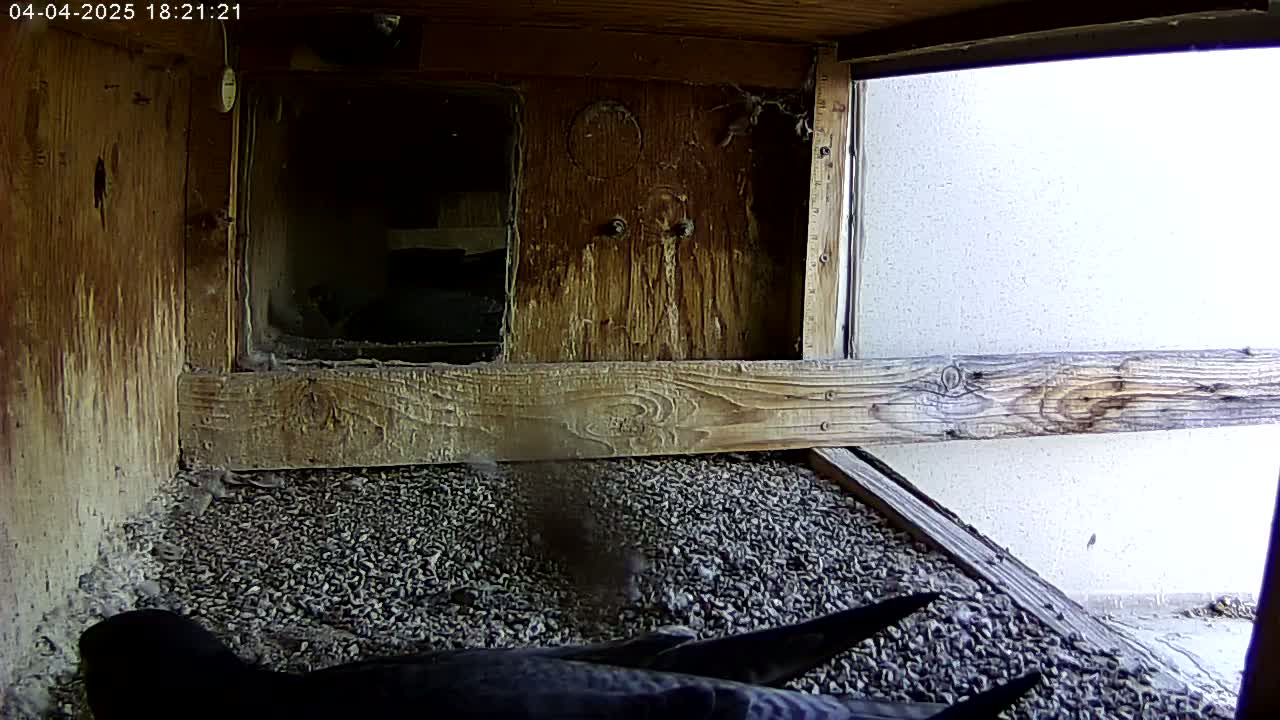 A dark-colored bird is partially visible on a bed of small pebbles inside a wooden box with a window showing a bright, overcast exterior.