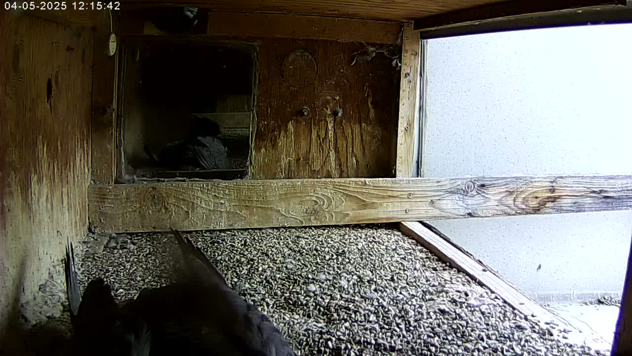 A wooden birdhouse interior shows dark birds nestled in a bed of small, dark pebbles, with a bright exterior visible through a window.