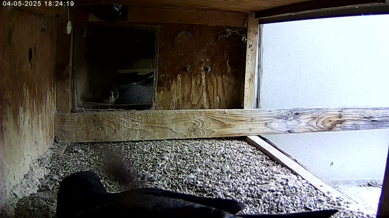 A dark-colored bird is partially visible on the floor of a wooden birdhouse filled with small pebbles, with other birds partially visible in a nesting box.