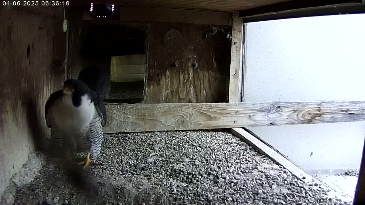 A peregrine falcon stands on a gravel floor inside a wooden enclosure, with another falcon partially visible in the background.