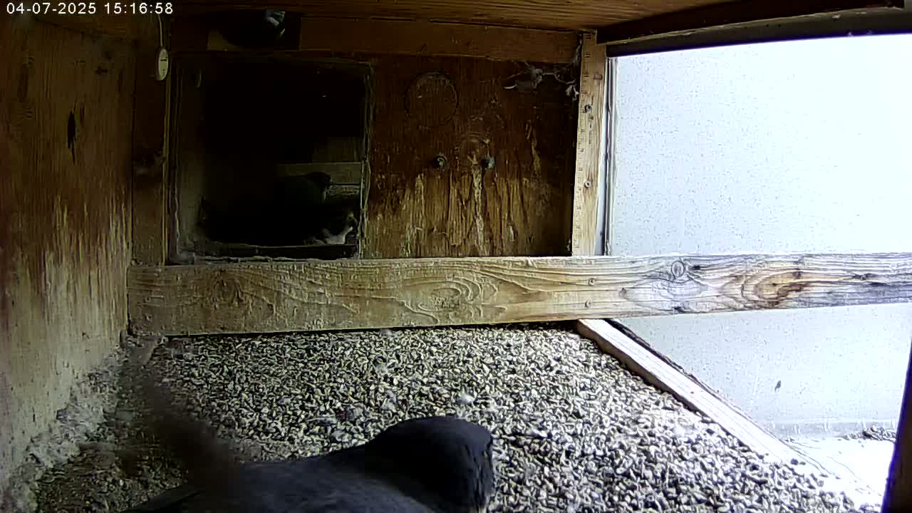 A dark-colored bird is partially visible on a bed of small, dark pebbles inside a wooden structure with a window showing a bright, overcast sky outside.