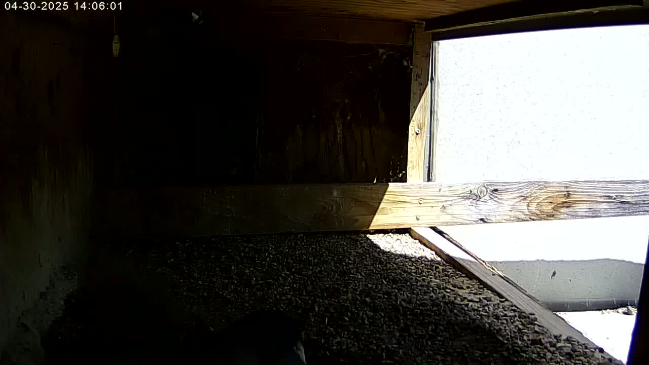 The interior of a dark, wooden structure shows a gravelly floor partially illuminated by sunlight entering through an open window.