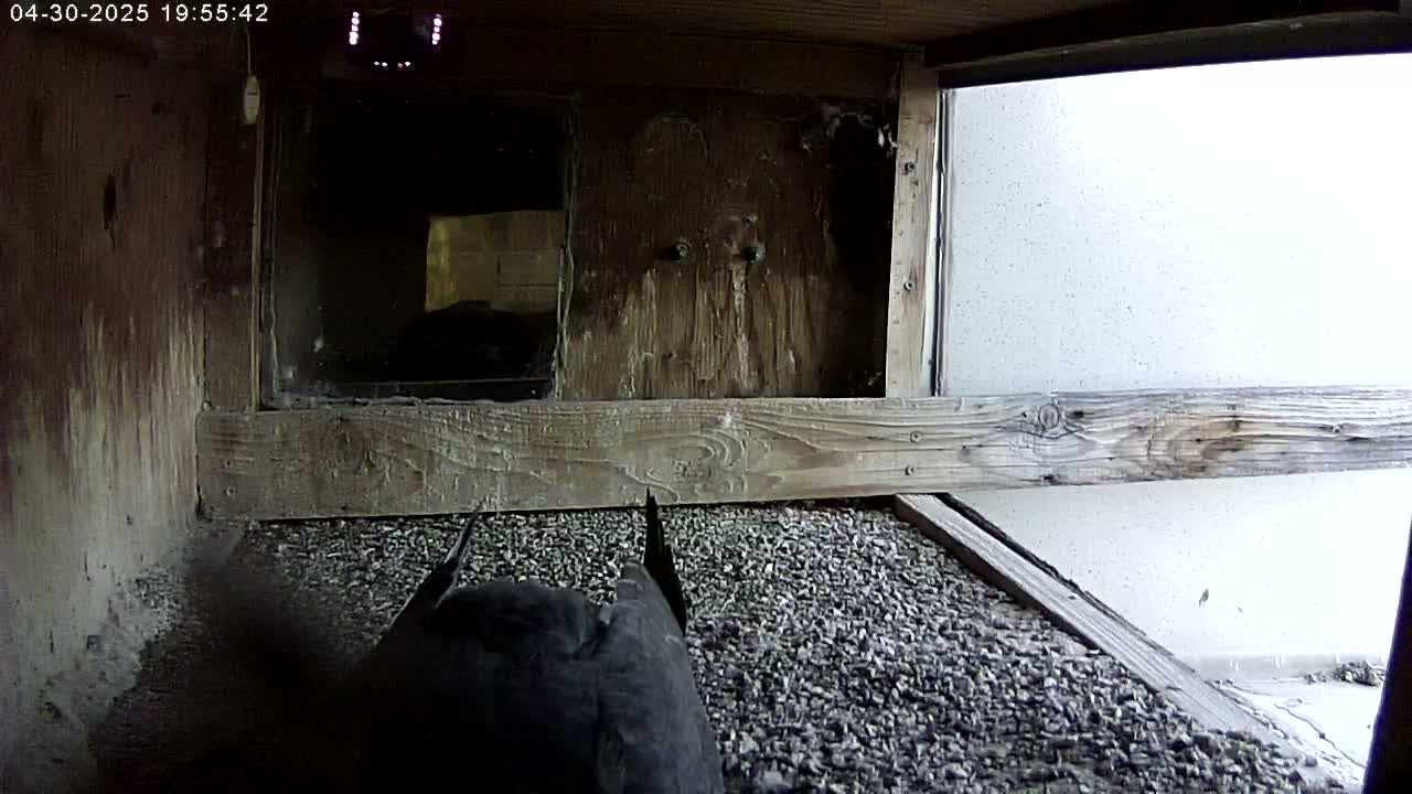 A dark-colored bird sits on a gravel floor inside a wooden structure with a window showing a bright, possibly overcast, exterior.