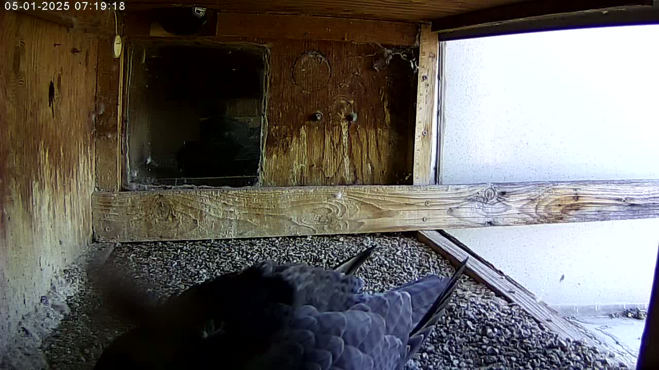 A dark-colored bird sits on a bed of gravel inside a weathered wooden box with a window that shows a bright exterior.