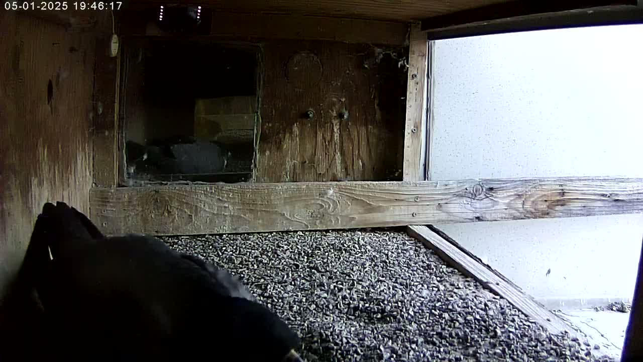 A dark-colored bird is partially visible in a wooden box filled with gray gravel, with a partially visible exterior wall beyond.