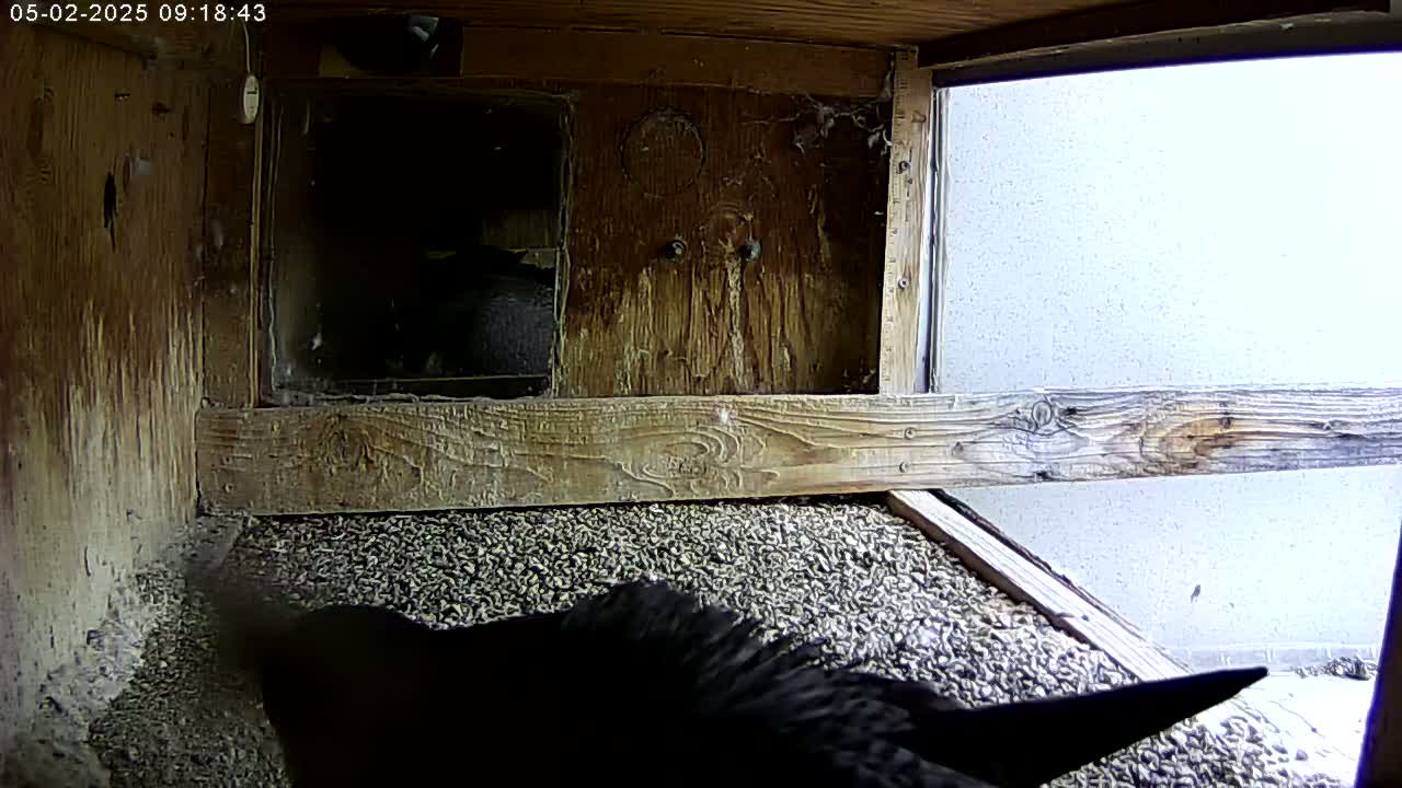 A dark-colored bird is partially visible in a wooden enclosure filled with small, light-colored pebbles.