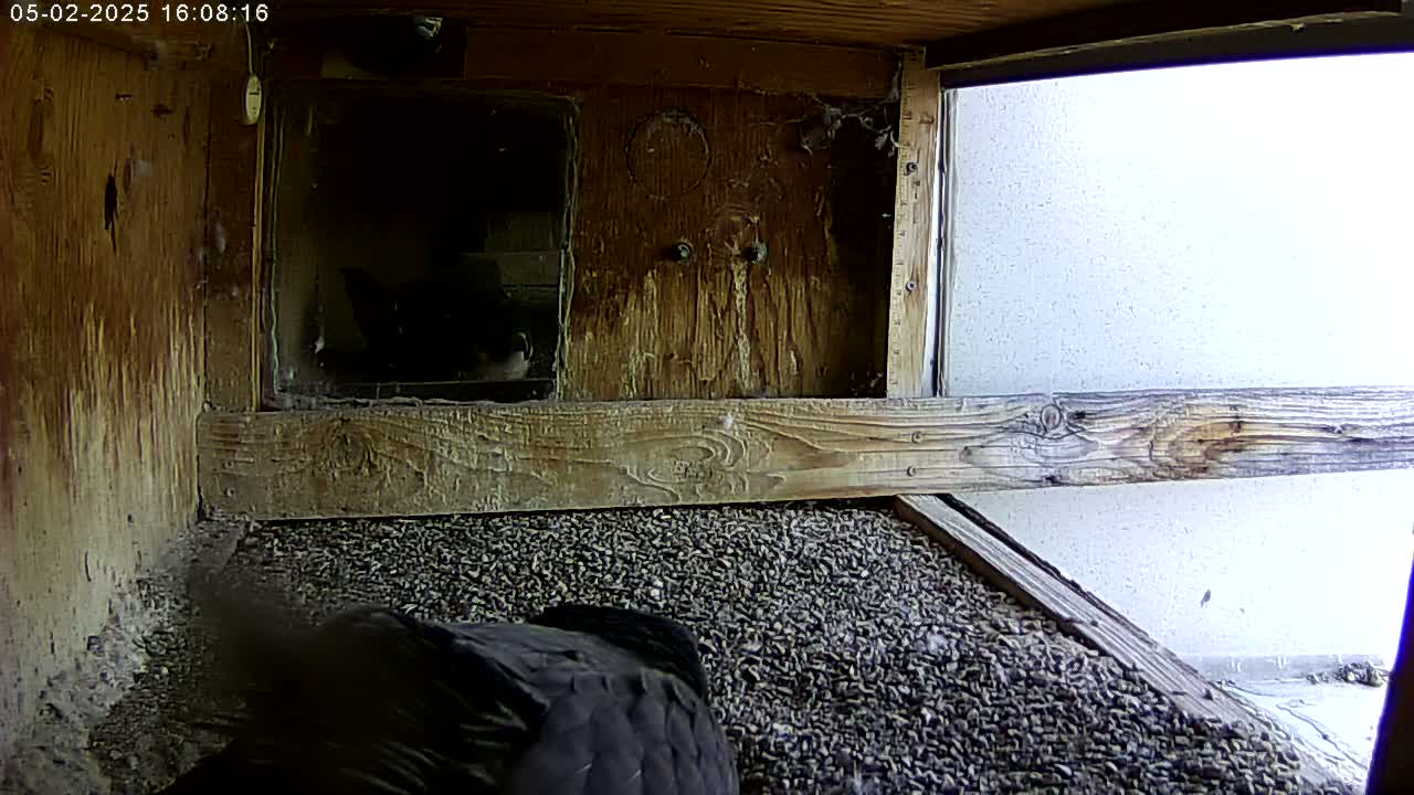 A dark-colored bird sits on a bed of small, dark pebbles inside a wooden enclosure with a window showing a bright, overcast outdoor scene.