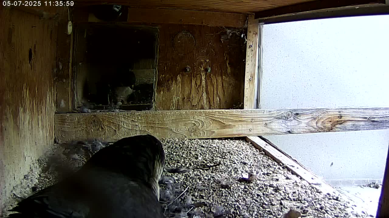 A dark-colored bird sits in a wooden box filled with gravel,  with a bright, overcast sky visible through a window.