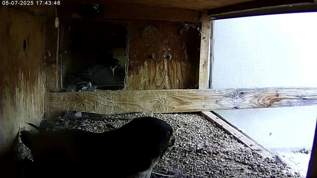 A dark-colored bird sits in a wooden nesting box filled with gravel, with a glimpse of a bright exterior visible through a window.