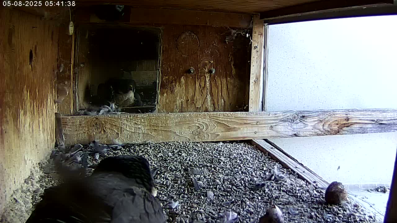 A dark-colored bird sits amidst a group of smaller birds on a bed of gravel inside a wooden structure with a window showing a bright, overcast sky outside.