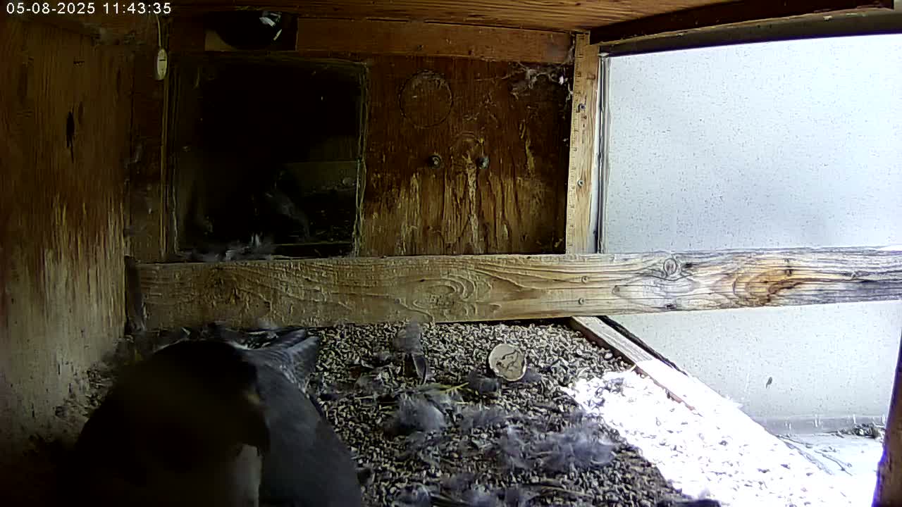 A dark-colored bird is in a wooden box filled with small stones and feathers, near a window.