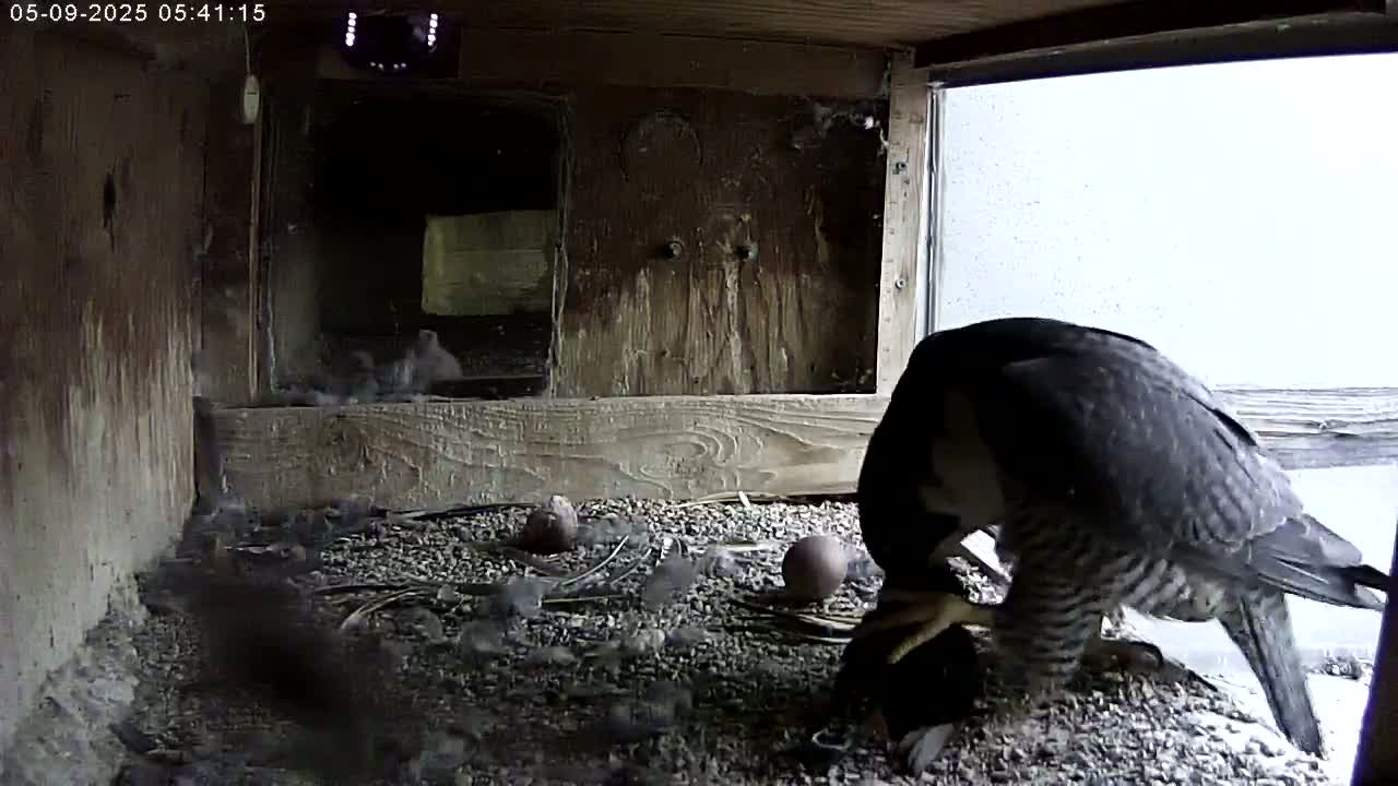 A peregrine falcon attends to its young in a nest box, with an overcast sky visible through a window.