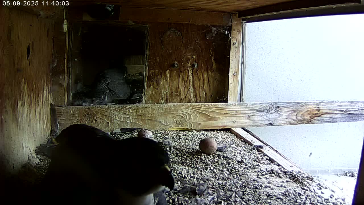 Inside a wooden birdhouse, several dark-colored birds are nestled amongst gravel, and a round object lies on the ground near them.